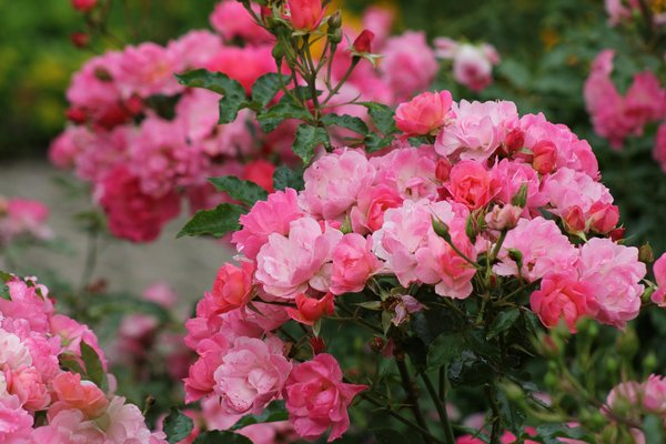 Des jouets d'extérieur captivants pour les enfants de 6 ans