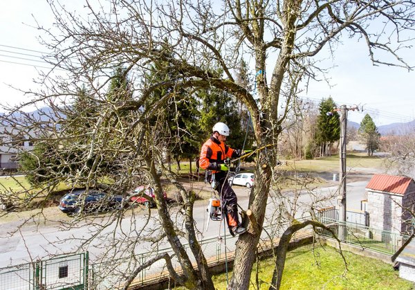Entreprise élagage d'arbre 77 : pourquoi faire appel à ce professionnel ?